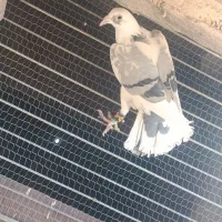 پنج تا کفتر هوایی قلدور|پرنده|فرح دشت, |دیوار