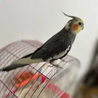 عروس هلندی گمشده|حیوانات|ماسال, |دیوار