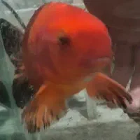 ماهی کوی جفت|ماهی|تهران, کیانشهر|دیوار