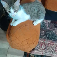 واگذاری گربه|گربه|رباطکریم, رباطکریم|دیوار