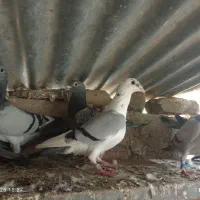 8 تا کبوتر مسافتی نر