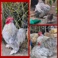 مرغ و خروس کوشین و جوجه