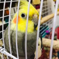 عروس هلندی نر و ماده