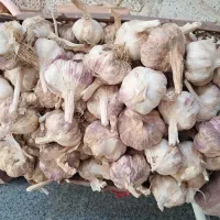 سیر|خوردنی و آشامیدنی|بناب, |دیوار