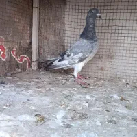 کفتر صید سوسکی بزک‌ سار سبز زاغ المانی قلدر