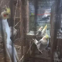 واگذاری عروس هلندی