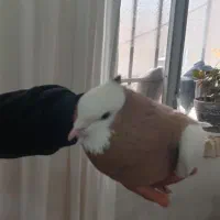 پرنده|پرنده|سبزوار, قصبه شرقی|دیوار