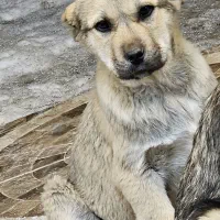 توله نر سرابی|سگ|بستان آباد, |دیوار