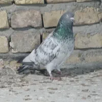 طوق سرور|پرنده|یزد, |دیوار