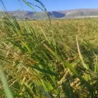 برنج کامفیروزی چمپا اصل و نیم دانه به شرط پخت|خوردنی و آشامیدنی|شیراز, آبیاری|دیوار