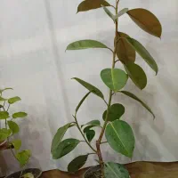 گل فیکوس|گل و گیاه طبیعی|بیرجند, |دیوار