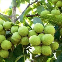 فروش ویژه انواع نهال گردو