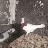 دست بند طرح کفتر