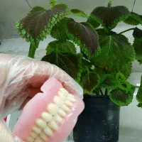 دندان متحرک در سنندج|خدمات آرایشگری و زیبایی|اسدآباد, |دیوار