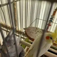 یک جفت عروس هلندی|پرنده|ری, دولتآباد|دیوار