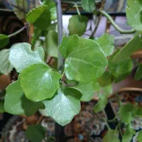 گل پیچک سوئدی و گل اشرفی|گل و گیاه طبیعی|شاهین‌شهر, شهرک سایت|دیوار