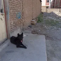 سگ ژرمن بلک|سگ|قرچک, صالح آباد|دیوار