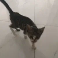 گربه دوماهه نر