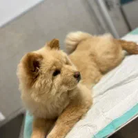 سگ چاو چاو|سگ|کرمان, |دیوار