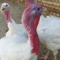 فروش بوقلمون گوشتی