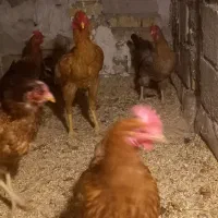 خروس لاری و مرغ محلی|حیوانات مزرعه|محمدشهر, محمدشهر|دیوار