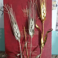 نقره‌ (گندم نقره)