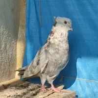 کبوترهای اصیل پرشی ایرانی یکجا فروشی|پرنده|آق قلا, |دیوار