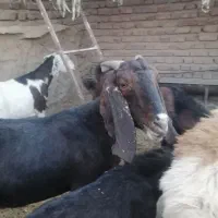 بز پاکستانی|حیوانات مزرعه|زرند, |دیوار