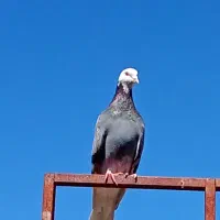 کبوتر پلنگ|پرنده|بم, |دیوار