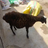 یک عدد بره نر سرحال چاق