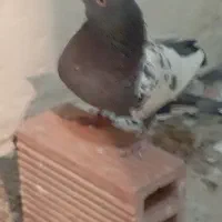 سین سبز|پرنده|رفسنجان, |دیوار