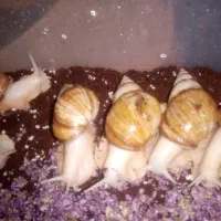 فروش فوری حلزون زیره قیمت بازار|خزنده|شیراز, قلعه نو|دیوار