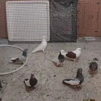 کبوتر(کفتر)بهبهانی|پرنده|مرودشت, شهرک مهدیه|دیوار