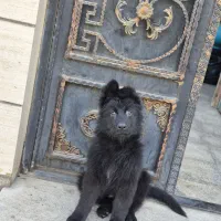 گم شده سگ ژرمن شپرد بلک