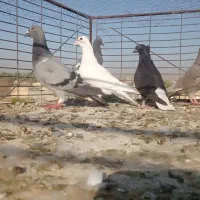 کبوتر