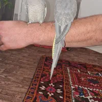 ۲ تا عروس هلندی ۵ ماهه