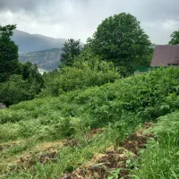 فروش زمین در آمارو شیرکده|فروش زمین و ملک کلنگی|بره‌سر, |دیوار