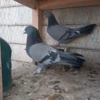 یه جفت برجی پر کلفت