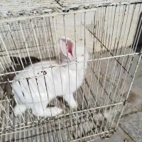 خرگوش|موش و خرگوش|نیشابور, مازول|دیوار