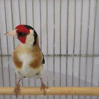 سهره چهارگل گوشواره