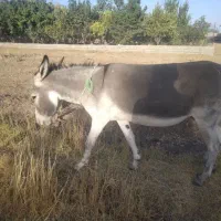 دو تا الاغ آبستن و یک کره نر ۱/۵ ساله