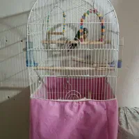 گرینچیک فول اهلی