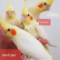 عروس هلندی جفتی لوتینو زعفرانی نژاددار.پرنده طوطی