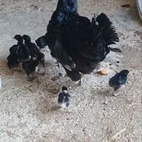 مرغ و ۱۰ عدد جوجه ۵ روزه لاری  عقیلی