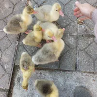 جوجه غاز|حیوانات مزرعه|چابکسر, |دیوار