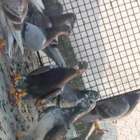 ۴۰ عدد پیازی غوره ای گوره ای خطی|پرنده|برازجان, |دیوار