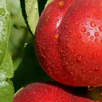 پیش فروش نهال شلیل مغان|خدمات باغبانی و درختکاری|سیوان, |دیوار