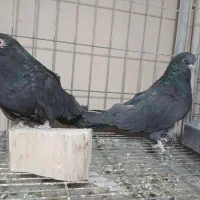 کبوتر نوک قنار سیاه|پرنده|پیر بکران, |دیوار