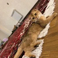 اسکاتیش ny11|گربه|تبریز, |دیوار