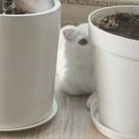 گربه میکس پرشین و DLH ( مو بلند)|گربه|لنگرود, |دیوار